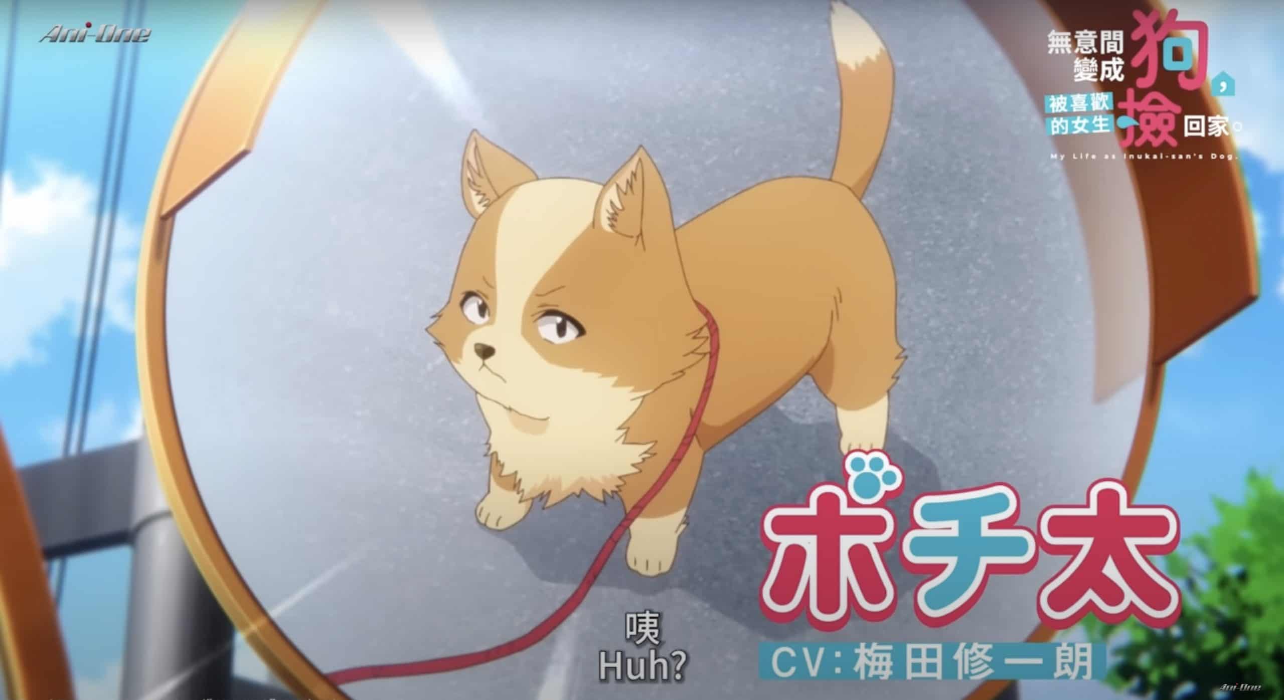 My Life as Inukai-san's Dog Episode 9 Release Date: It is Pochita and Inukai's School Day
