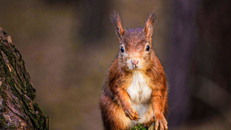 british wildlife series 