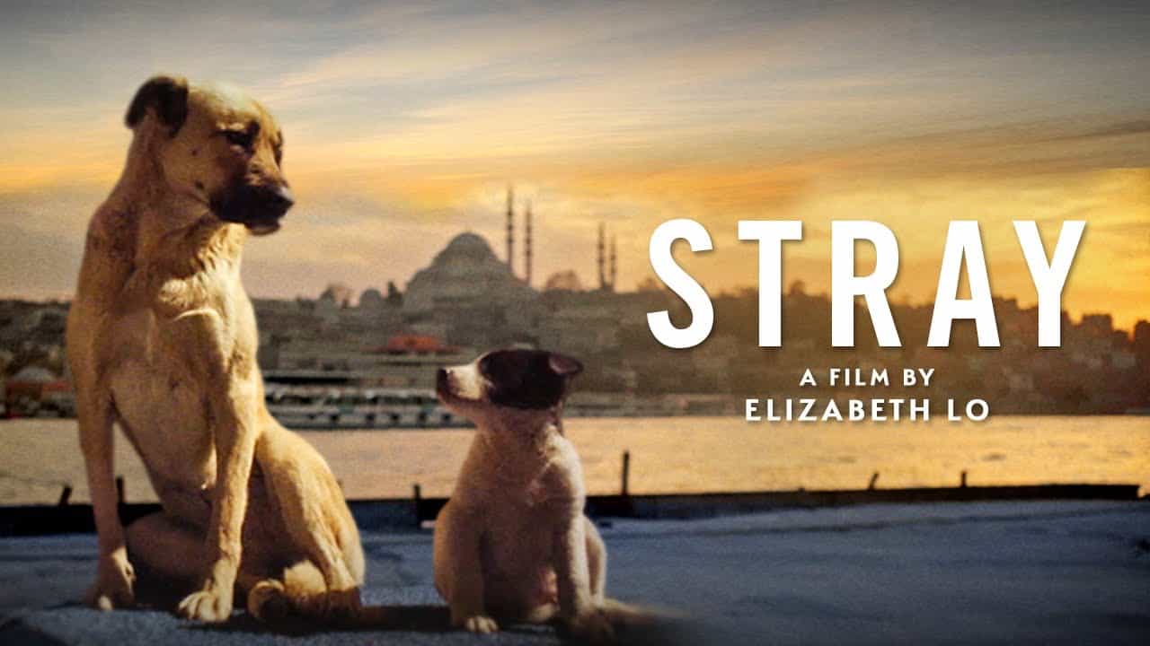 Strays