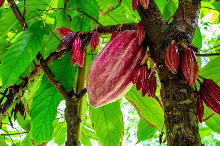 New Cocoa Species Discovered, Offering Hope for Climate-Resilient Chocolate Production