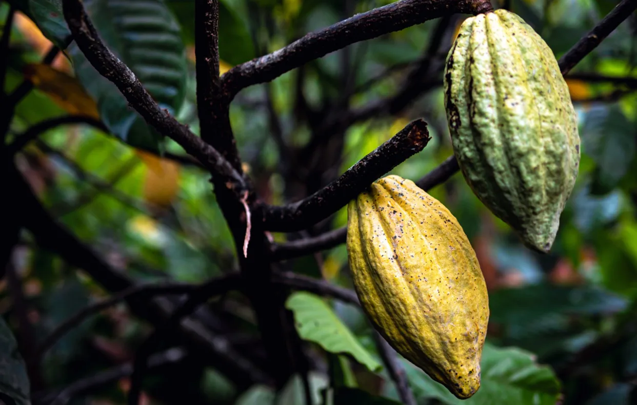 New Cocoa Species Discovered, Offering Hope for Climate-Resilient Chocolate Production