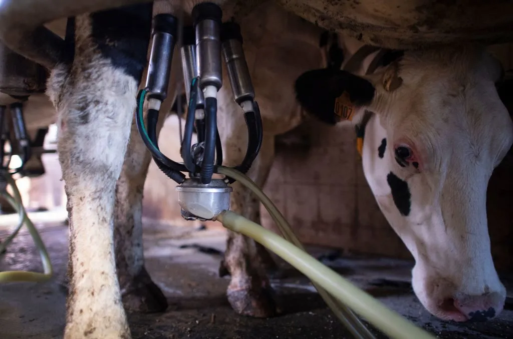 US Dairy Industry Faces Rising Heat Stress and Economic Challenges