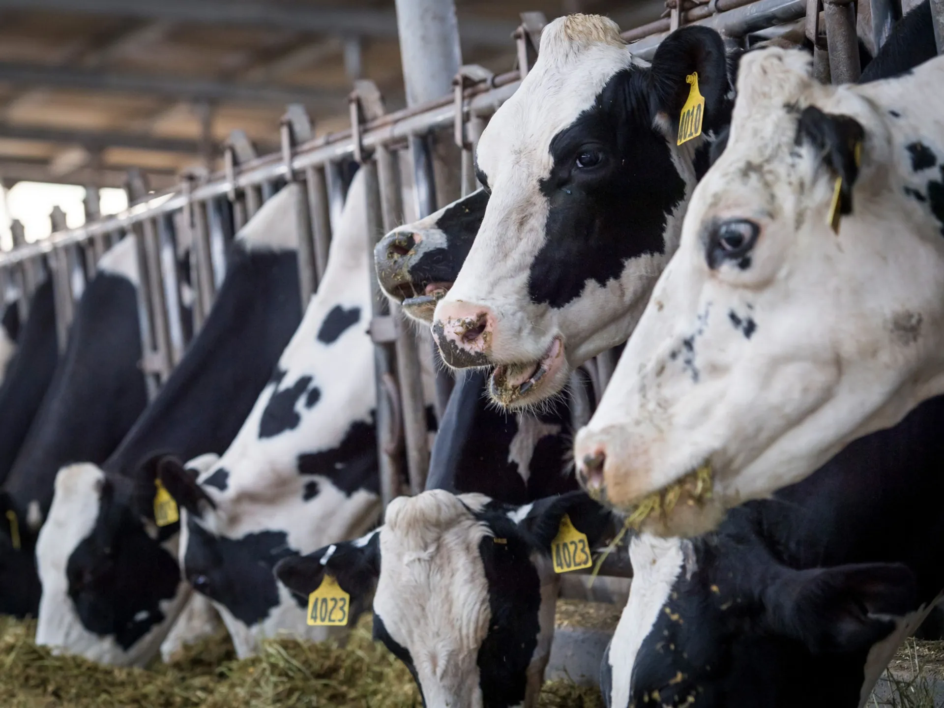 US Dairy Industry Faces Rising Heat Stress and Economic Challenges